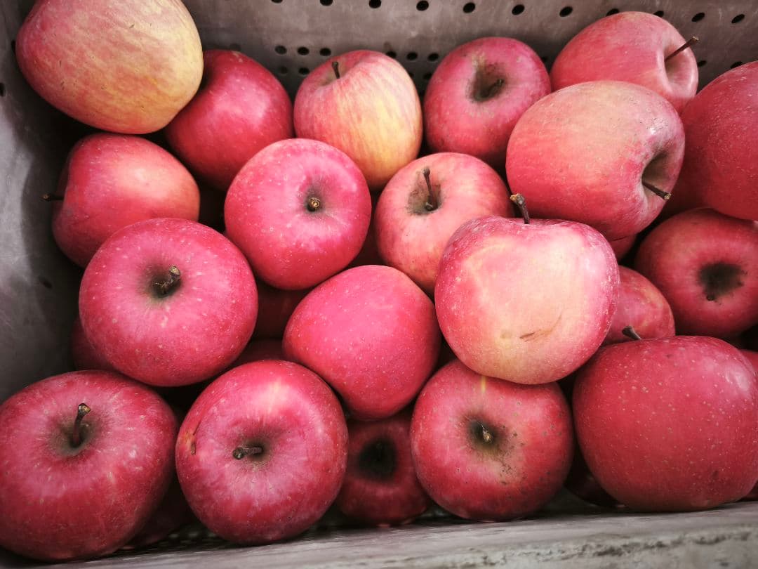 糖度21%！味は贈答用クラス15キロ【シャキシャキ】信州高山村産サンフジ