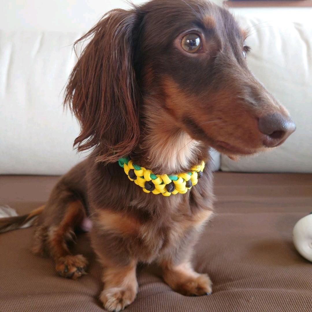 パラコードリード＆首輪　✿ひまわり✿　カフェリード　ハーフチョーク　№044