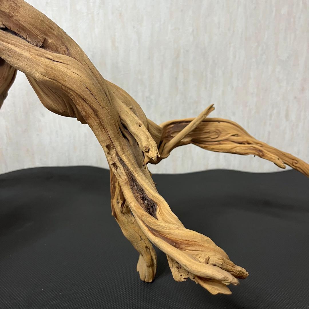ADA ブランチウッド 流木 アクアリウム パルダリウム ビッグサイズ