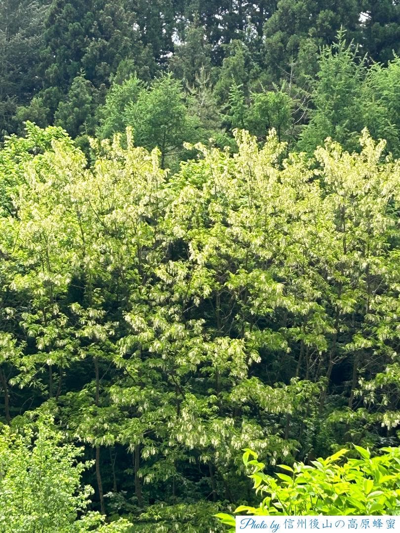 【初売】 国産蜂蜜 1000g 3種 アカシア 百花 栗蜜 天然蜂蜜