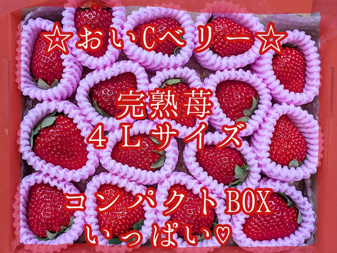 Mobius♡スターナイト♡すず♡おいCベリー♡星うらら♡４Ｌサイズ♡