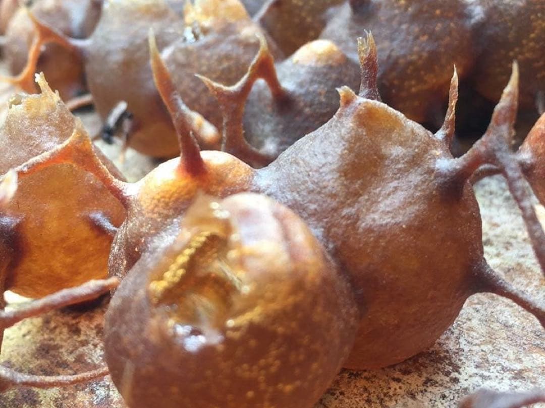 ササナミ様 バリ島 針なしミツバチの蜂蜜(完全非加熱)約140g 6本