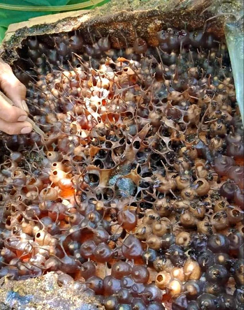 ササナミ様 バリ島 針なしミツバチの蜂蜜(完全非加熱)約140g 6本