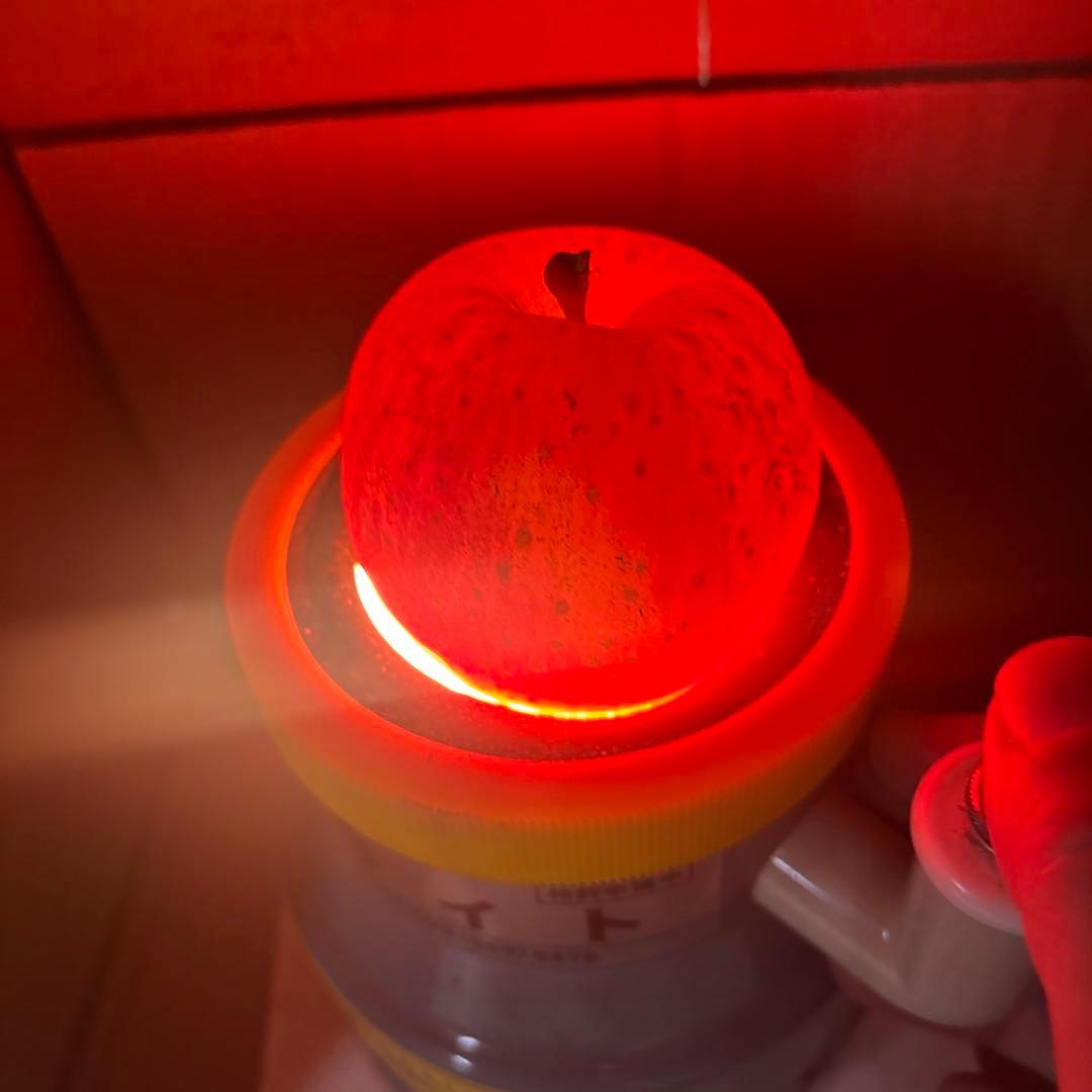 ぽん太　　高徳✖️2 リーガルレッドコミス✖️1