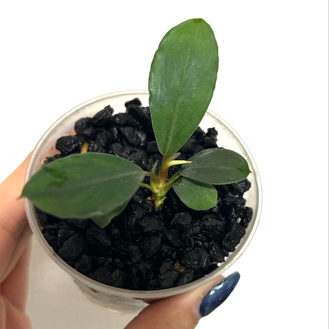 【子株】ブセファランドラ　パールグレー　TB便