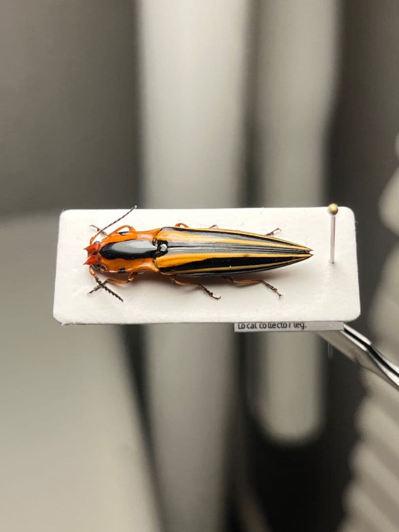 【24mm】フェラーリコメツキムシ に酷似 アングラトゥスミカドコメツキムシ標本