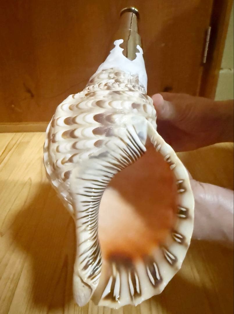 コンパクト修験道法螺貝　山伏　密教　熊よけ　魔除け❣️ホラガイ　ほら貝