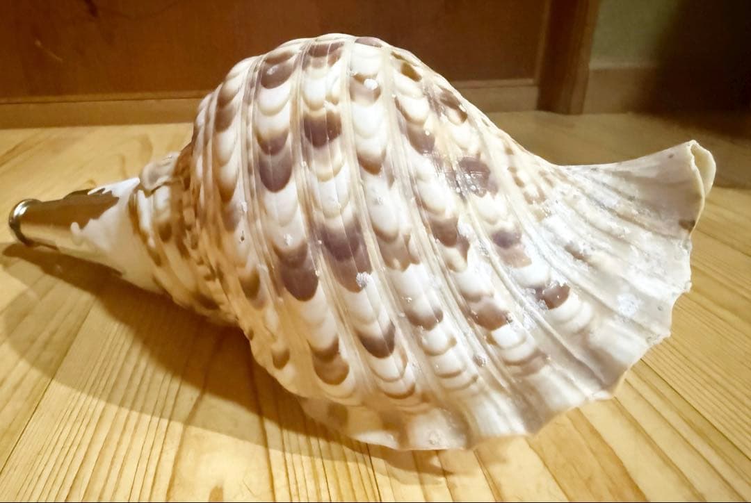 コンパクト修験道法螺貝　山伏　密教　熊よけ　魔除け❣️ホラガイ　ほら貝