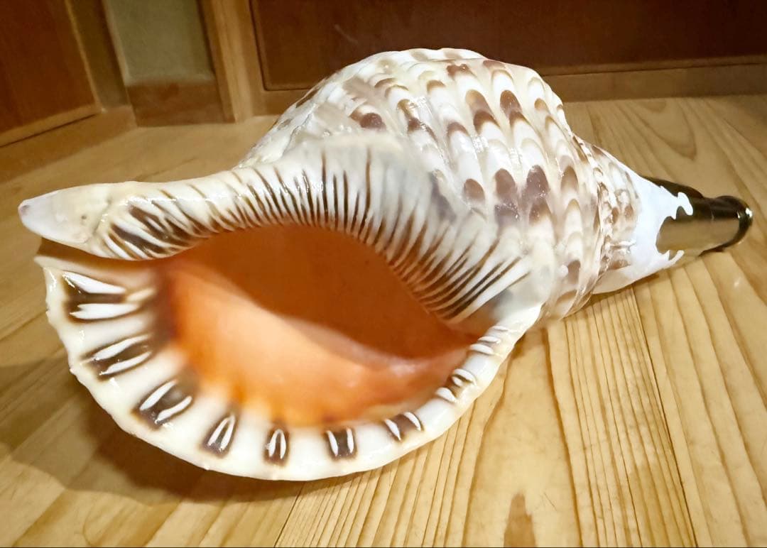コンパクト修験道法螺貝　山伏　密教　熊よけ　魔除け❣️ホラガイ　ほら貝