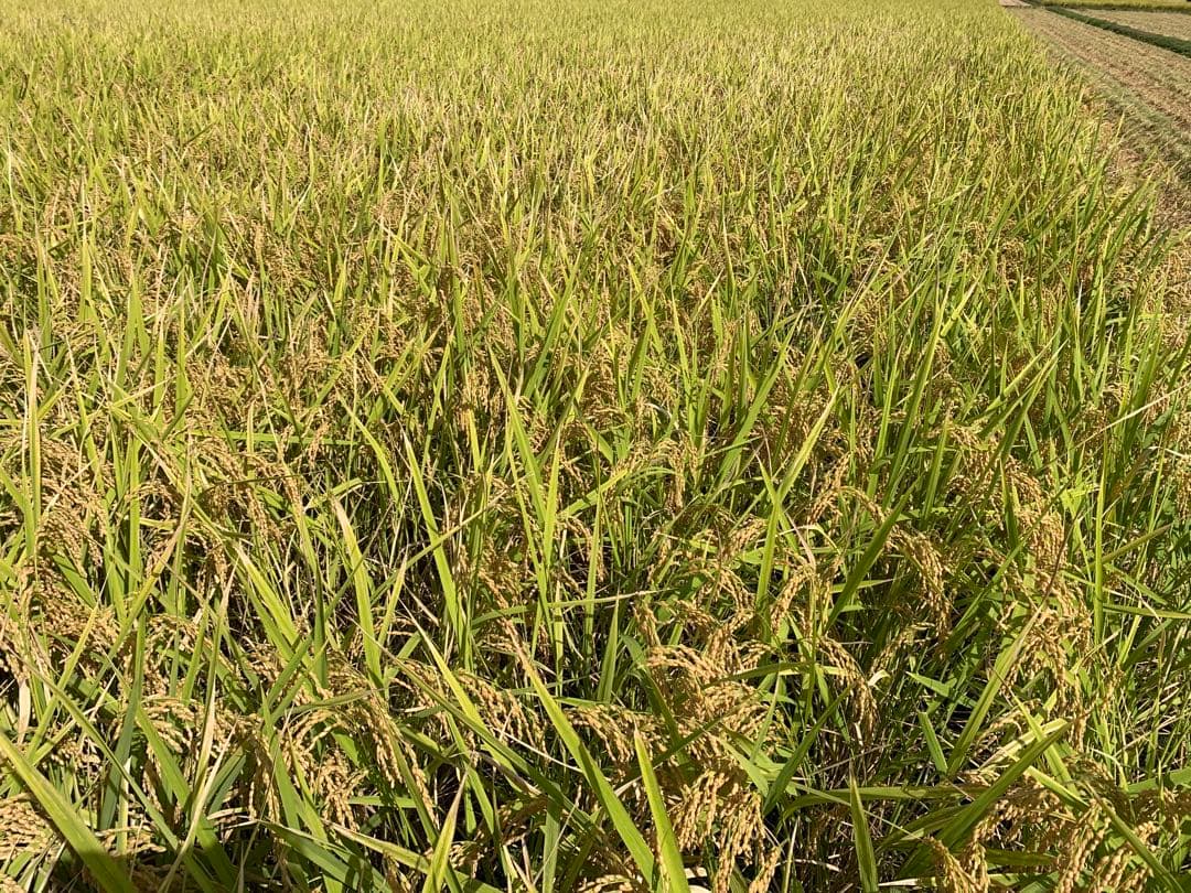【受賞米】山形県産　特別栽培米　雪若丸　玄米30キロ　おいしいお米