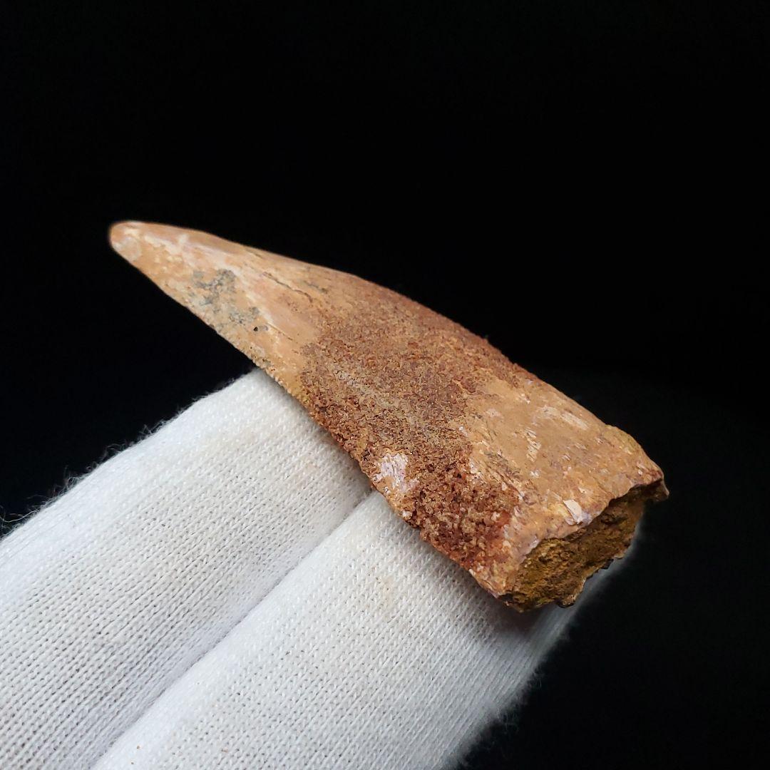 カルカロドントサウルス 歯 化石 本物 モロッコ産 48.51mm  fca16