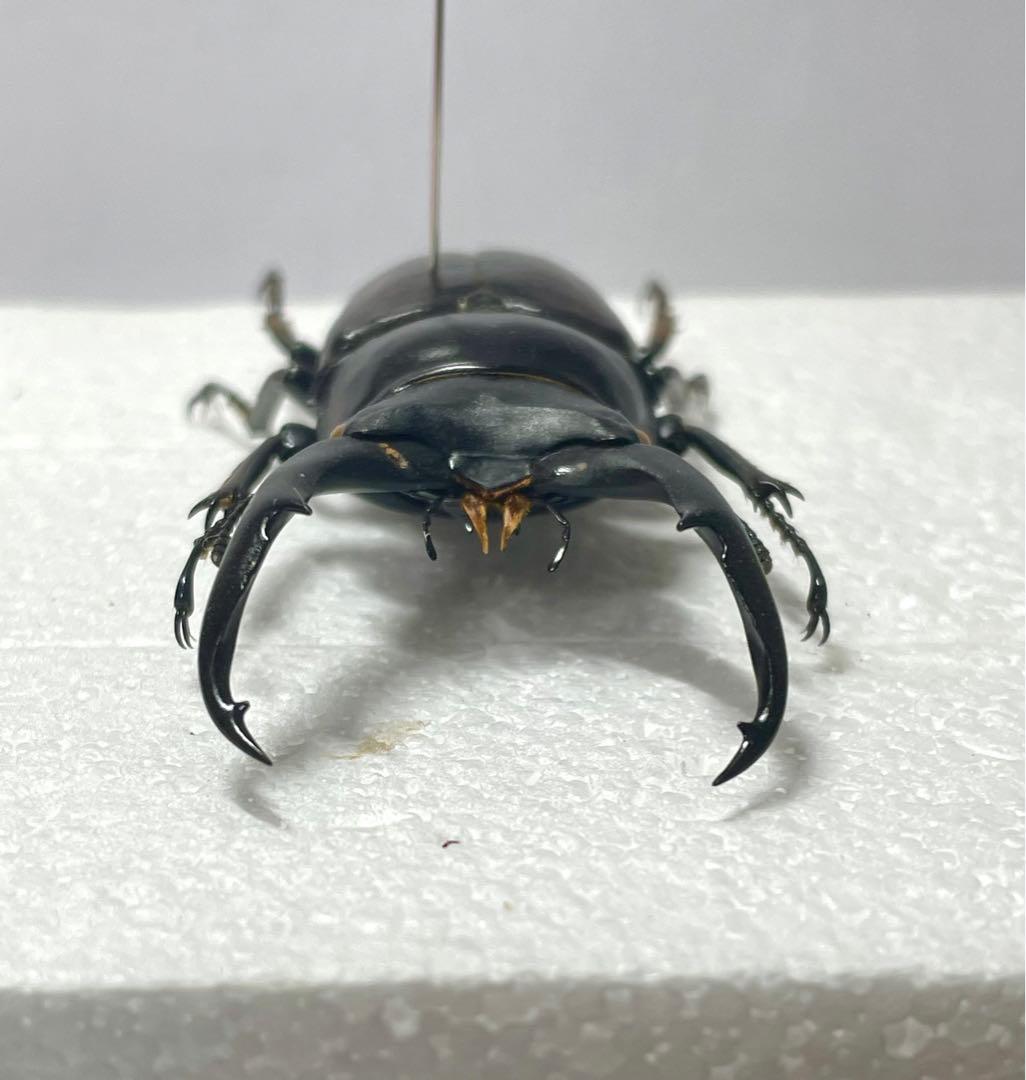 ドンキエルコクワガタ　(赤ドンキ) 70mm標本