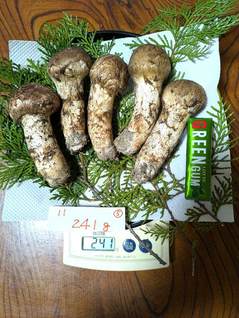 希少 ★南信州産 本日10月20日採れたて松茸 241g 5本-11