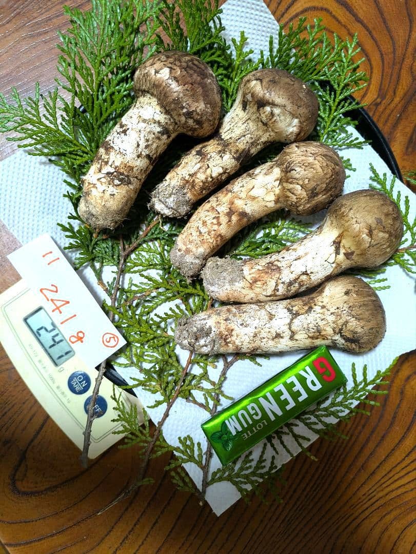 希少 ★南信州産 本日10月20日採れたて松茸 241g 5本-11