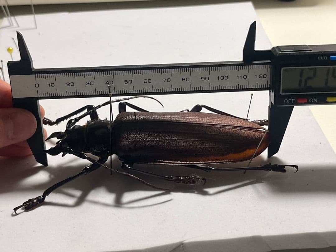 【121mm】タイタンオオウスバカミキリ カブトムシクワガタハナムグリ昆虫標本