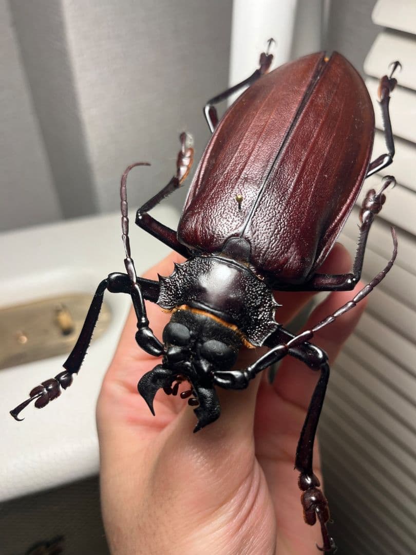 【121mm】タイタンオオウスバカミキリ カブトムシクワガタハナムグリ昆虫標本