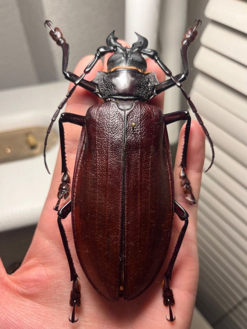 【121mm】タイタンオオウスバカミキリ カブトムシクワガタハナムグリ昆虫標本