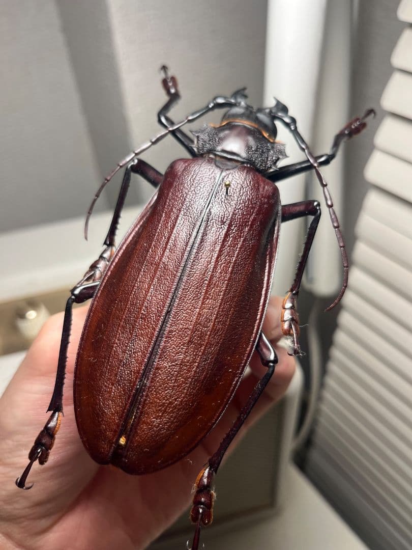 【121mm】タイタンオオウスバカミキリ カブトムシクワガタハナムグリ昆虫標本