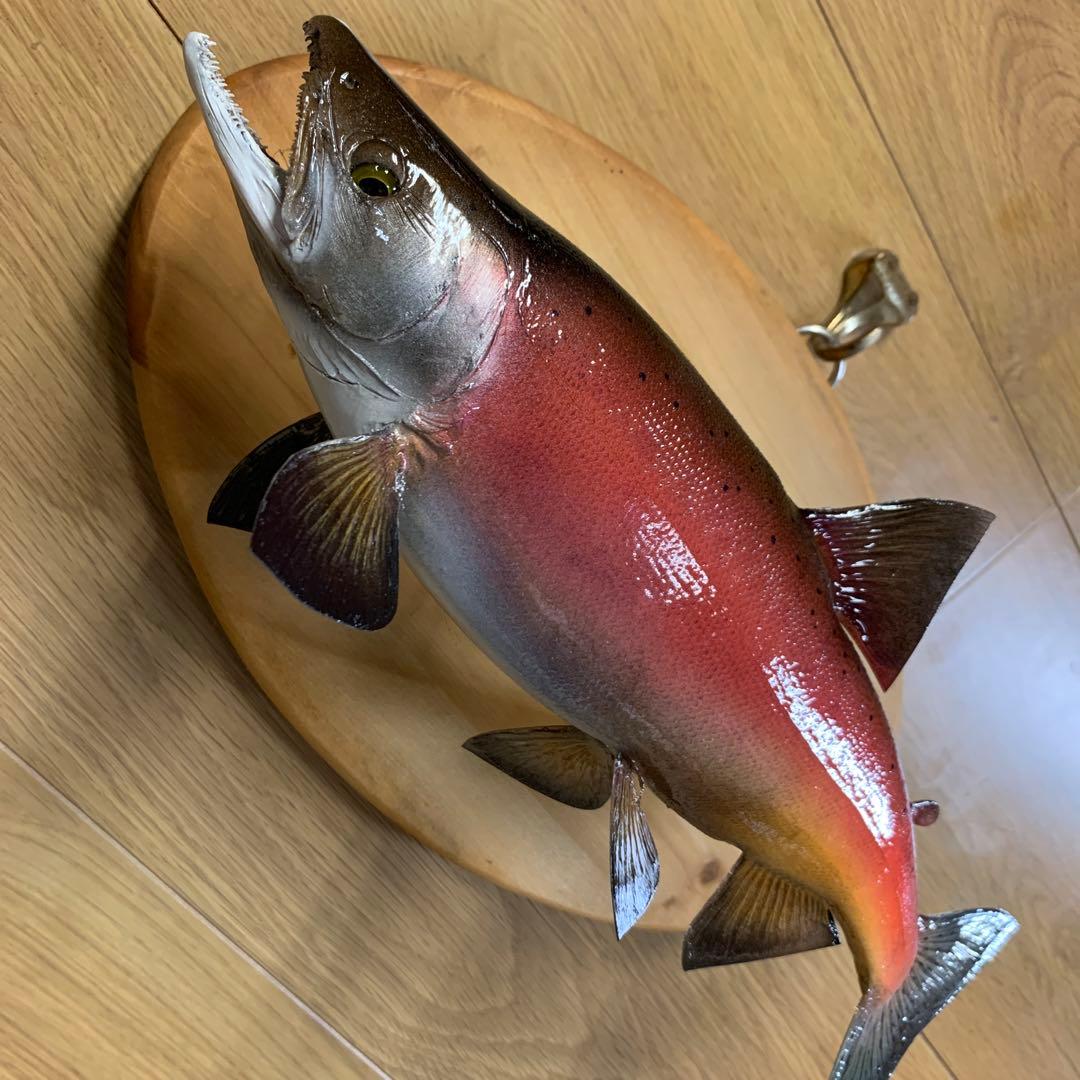 剥製　魚類剥製工房エフクラフト　晩秋の雄ヒメマス 33センチ 最終形態