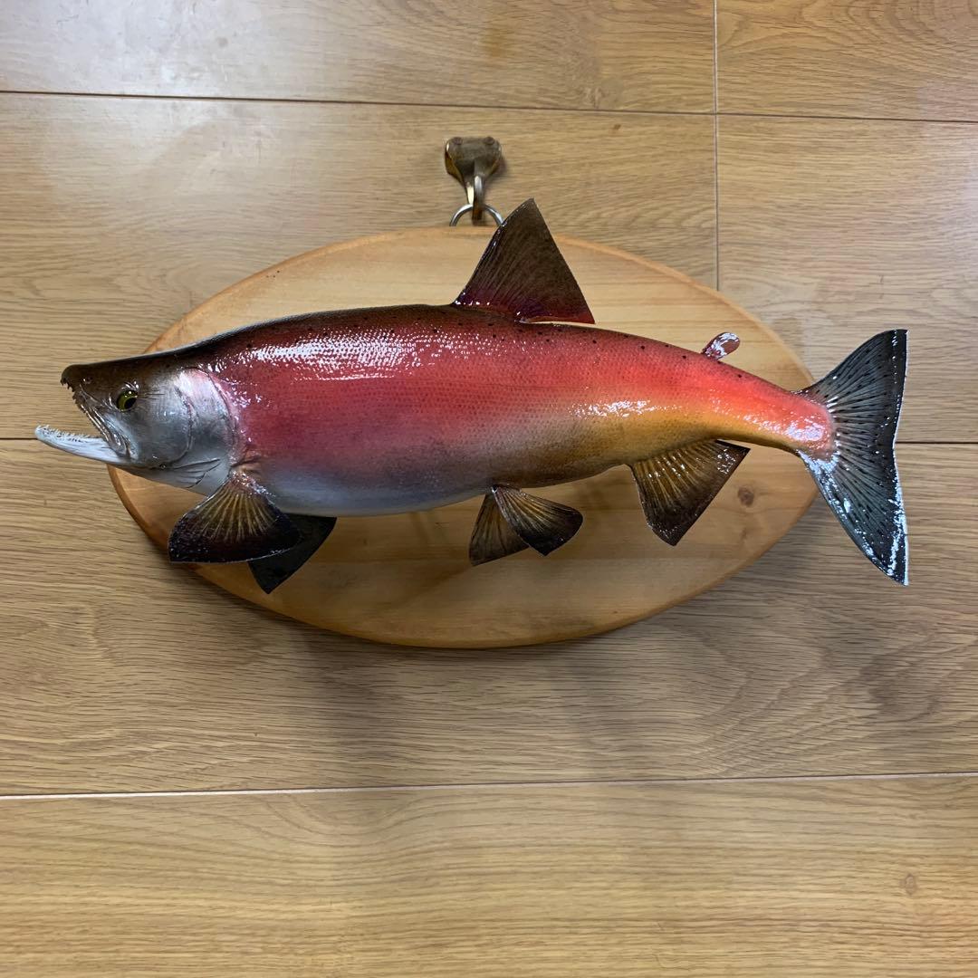 剥製　魚類剥製工房エフクラフト　晩秋の雄ヒメマス 33センチ 最終形態