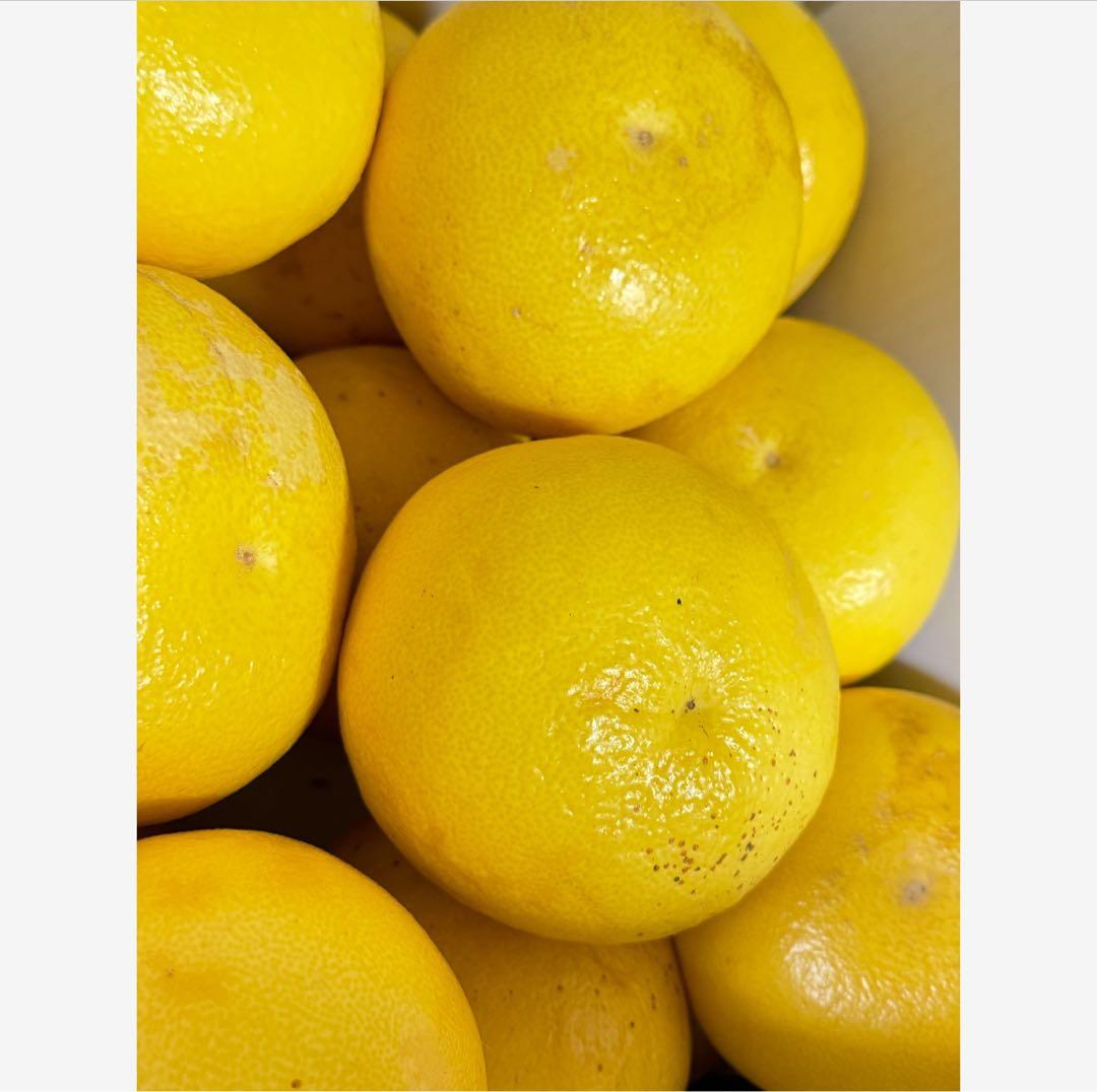 43高知特産 露地栽培 土佐文旦 3L4L文旦 約20kg 大玉 サイズ