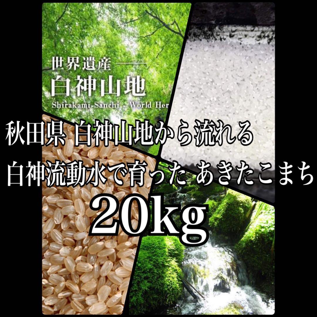 農家直送 令和７年産 秋田県産あきたこまち 特別栽培米【白希】２０kg