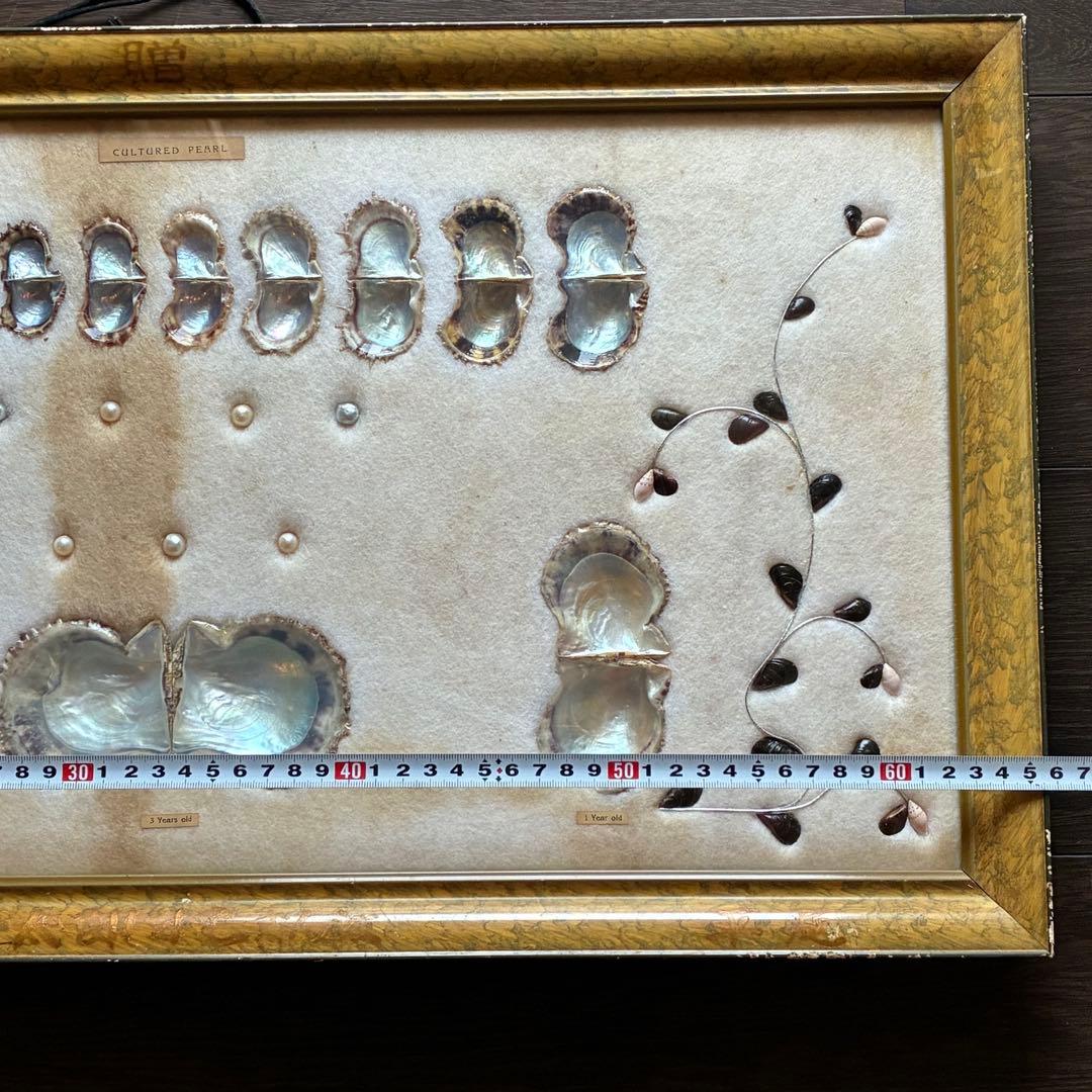 真珠貝　真珠　パール　ツインパール　標本　インテリアアンティーク