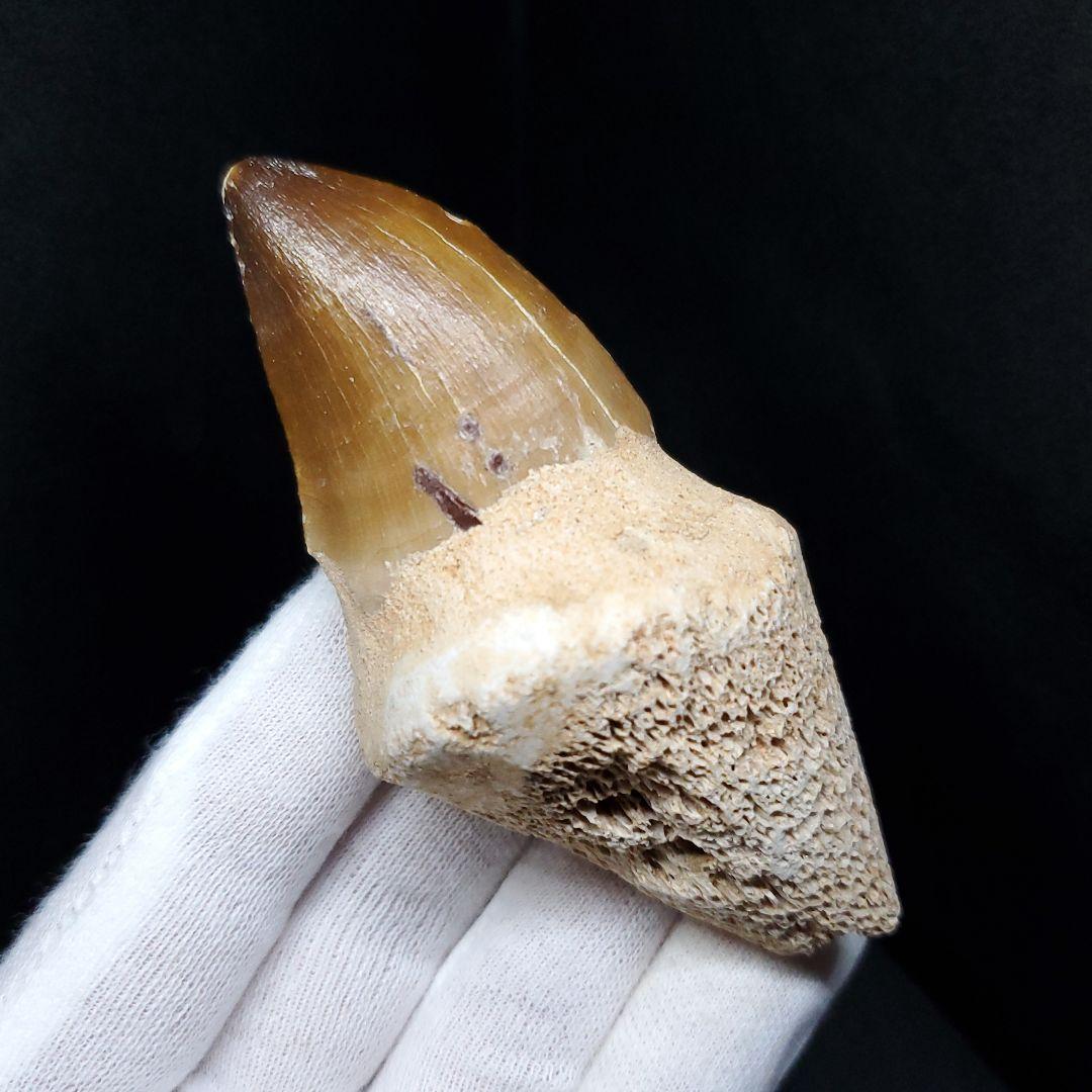 歯根付き モササウルス 化石 歯 本物 モロッコ産 82mm mos84