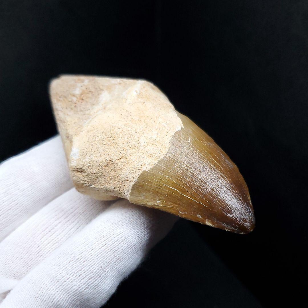 歯根付き モササウルス 化石 歯 本物 モロッコ産 82mm mos84