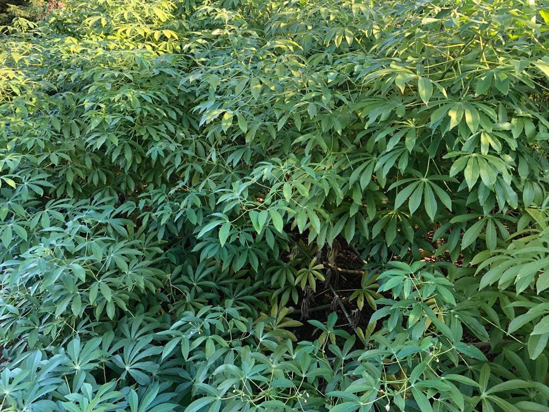 キャッサバ芋8キロ