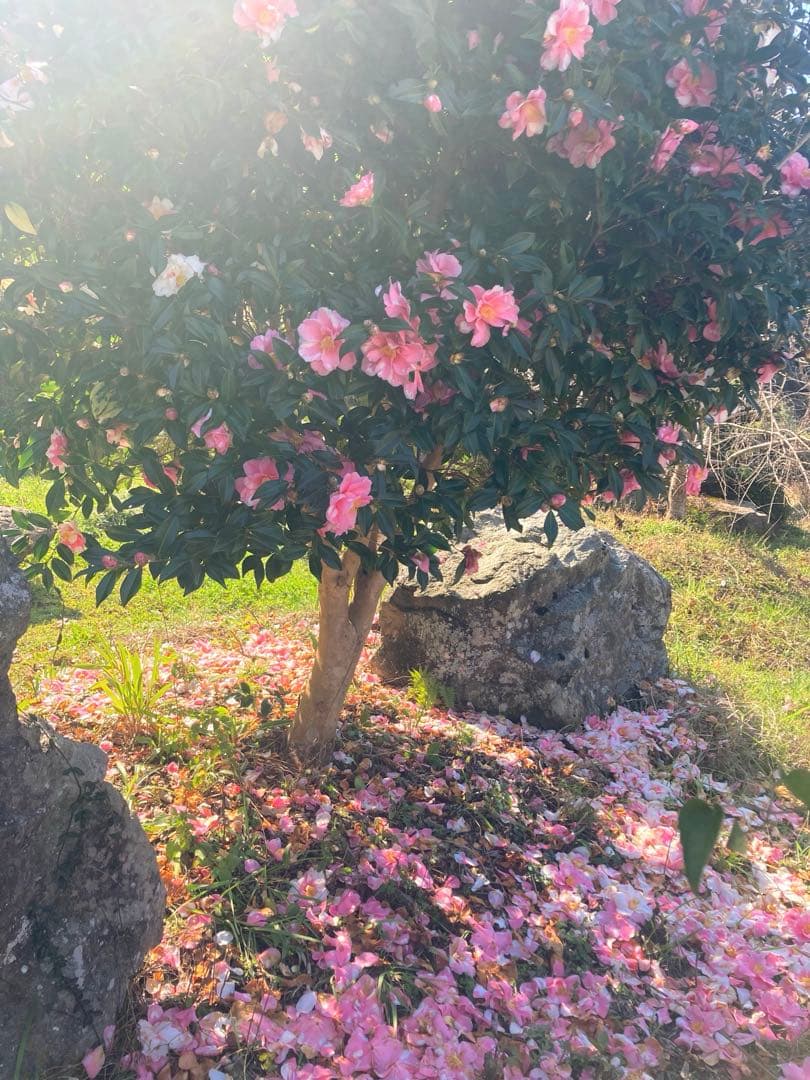 さくらんぼ　ニホンミツバチ　生ハチミツ　1030g、1120g 2本