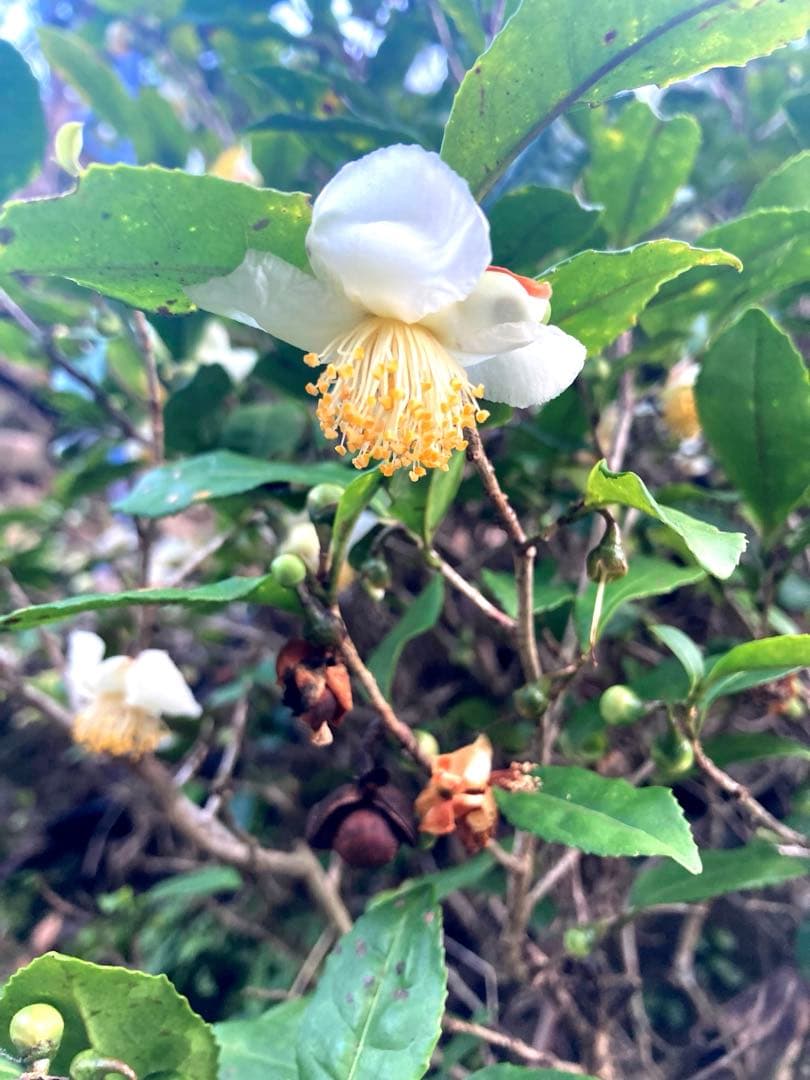 さくらんぼ　ニホンミツバチ　生ハチミツ　1030g、1120g 2本