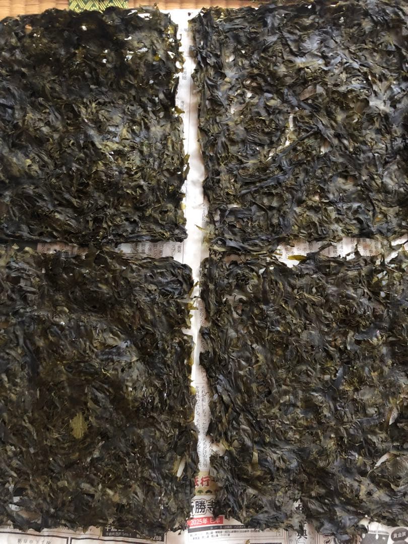 房州館山産はばのり✳︎100枚✳︎サービス10枚