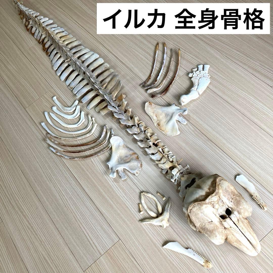 イルカの骨　骨格標本