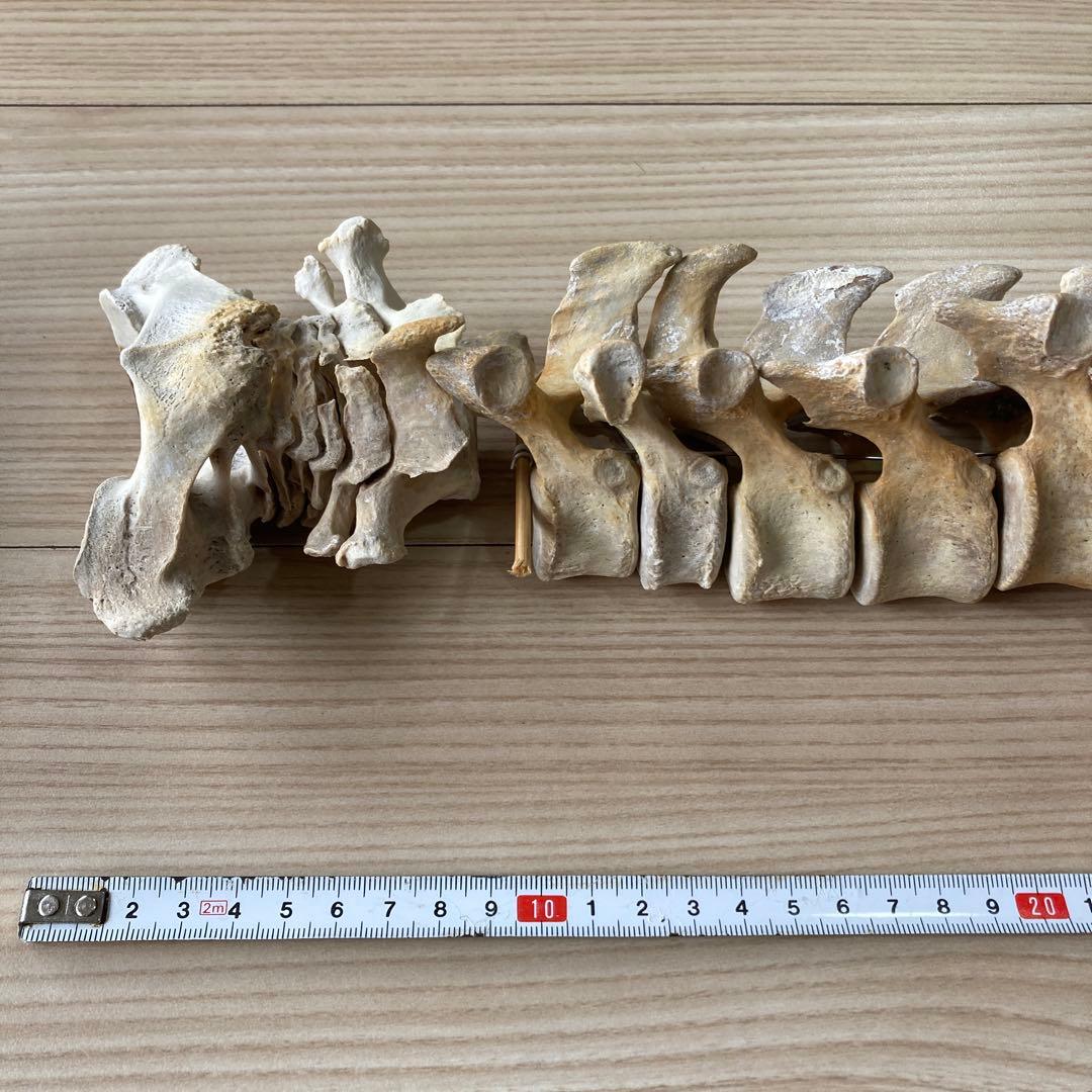 イルカの骨　骨格標本