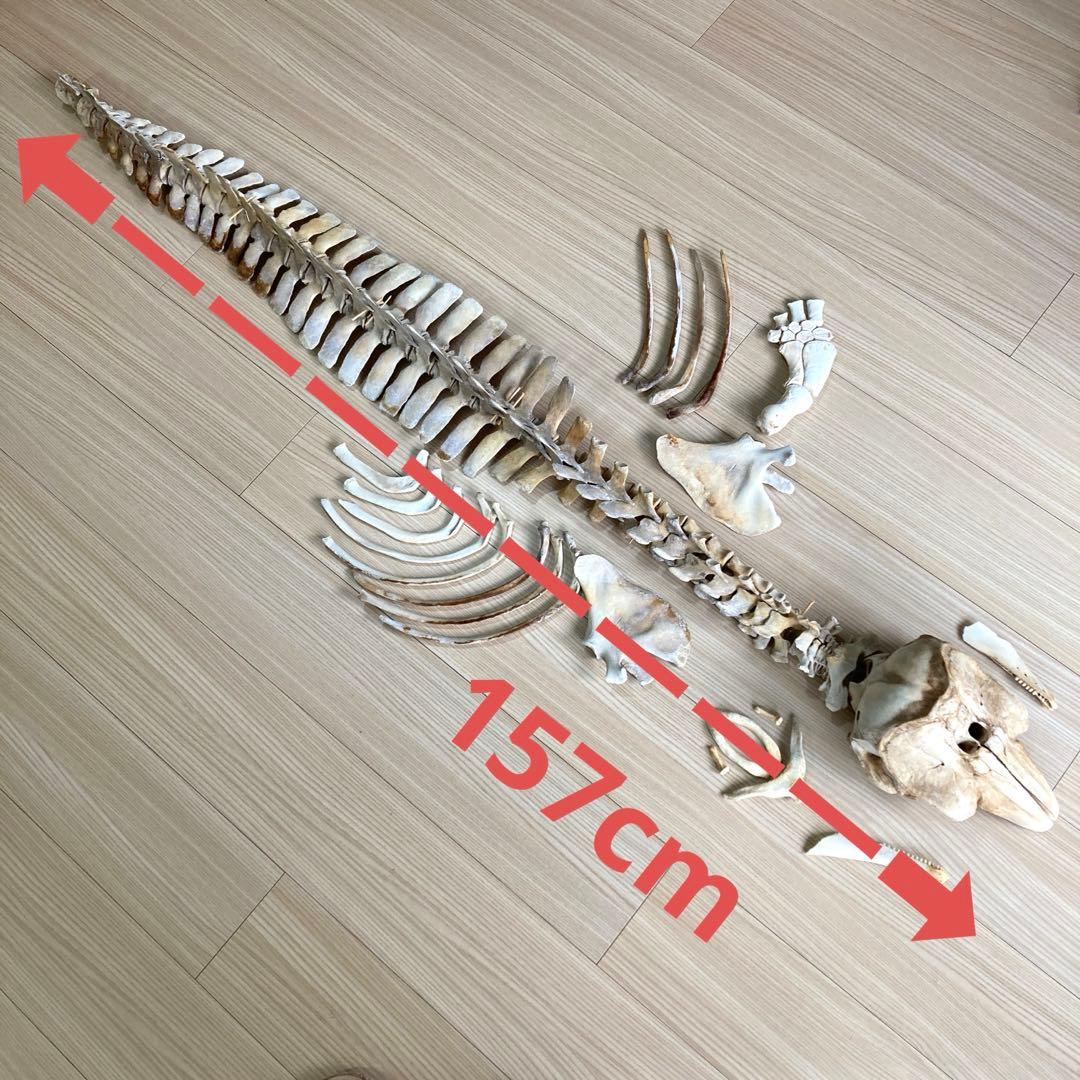 イルカの骨　骨格標本