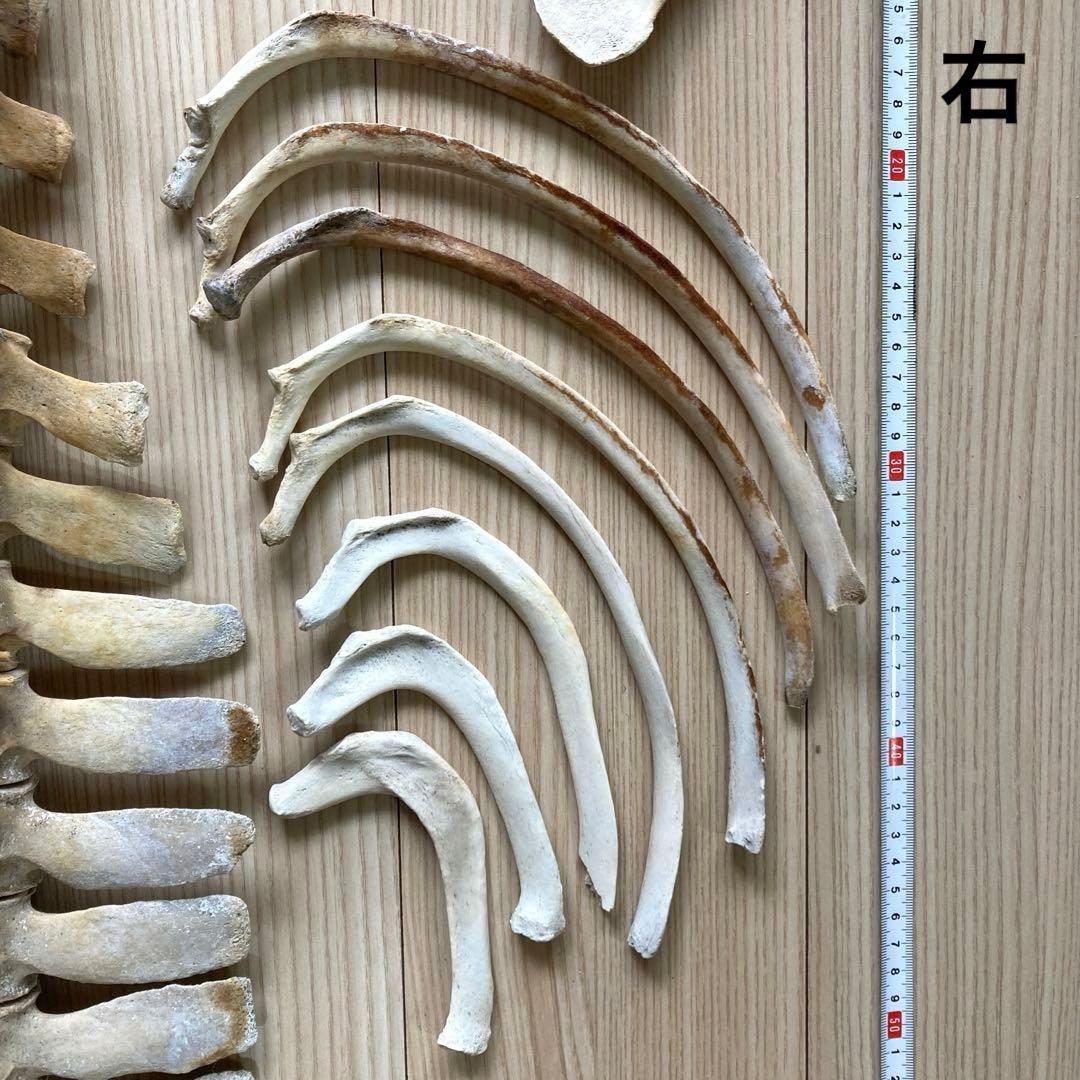 イルカの骨　骨格標本