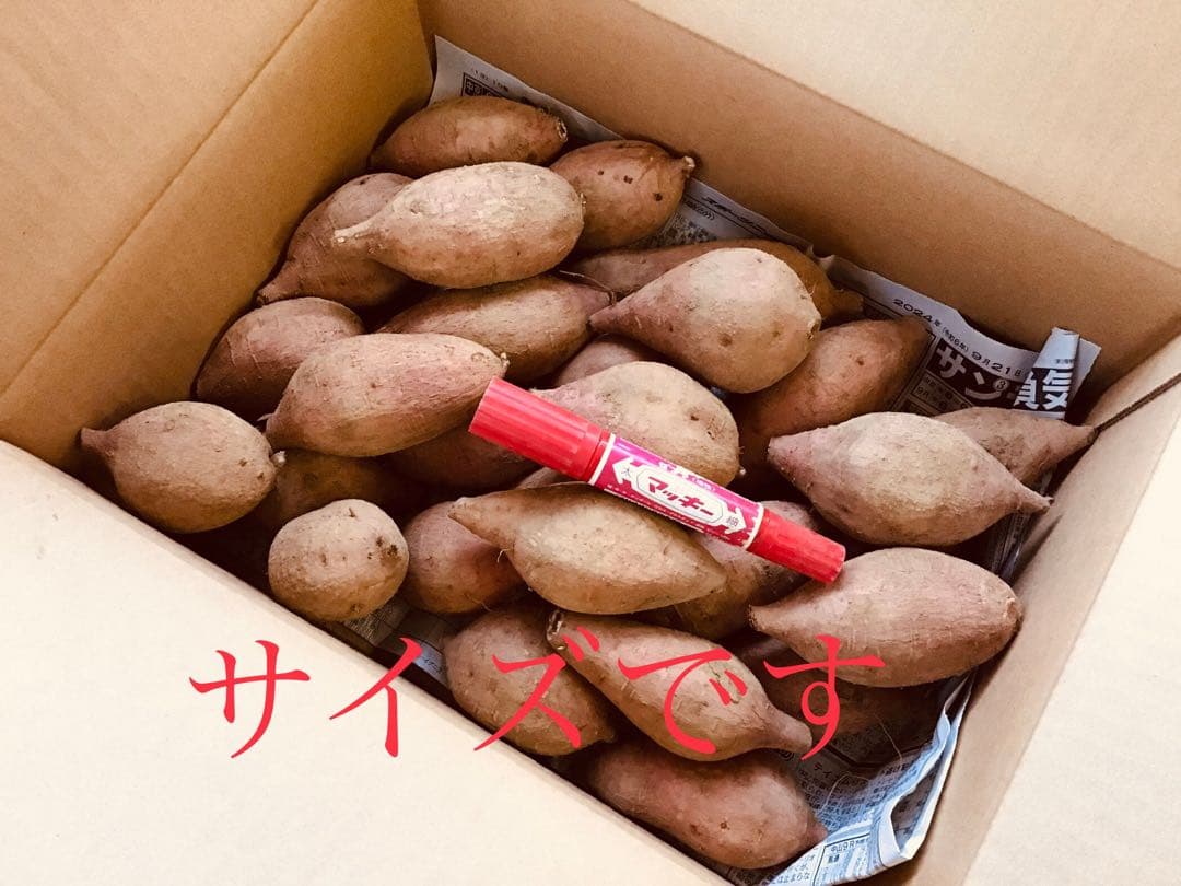 種子島産安納芋　Mサイズ20kgさつまいも 安納芋　紅　#01