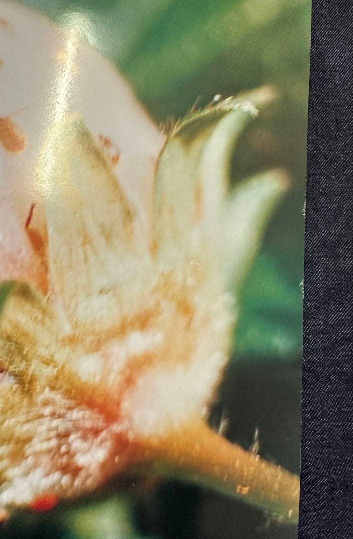 希少！蜷川実花 展示会ポスター 2001 PARCO 美品