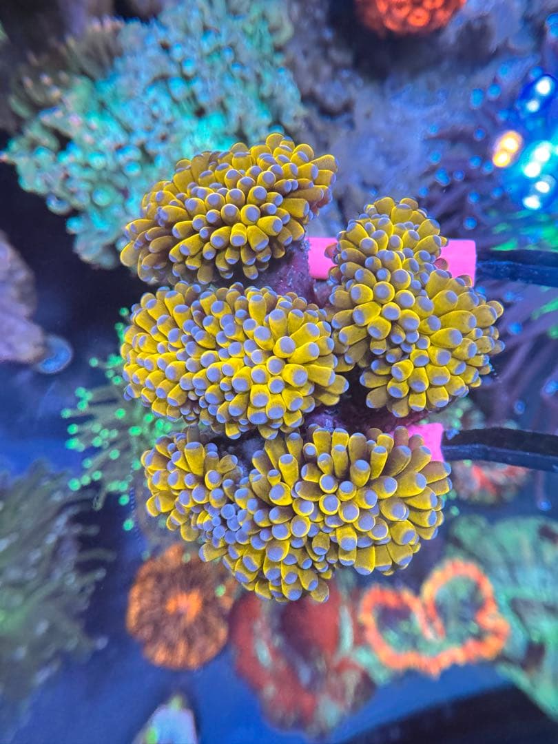 とーい出品ページ