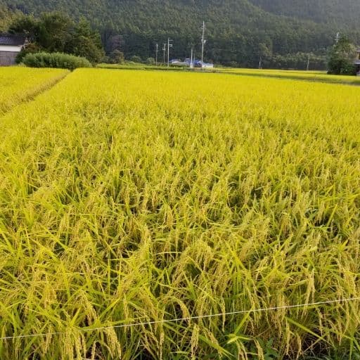 令和7年　兵庫県丹波産 農薬、除草剤不使用　新米コシヒカリ10キロ
