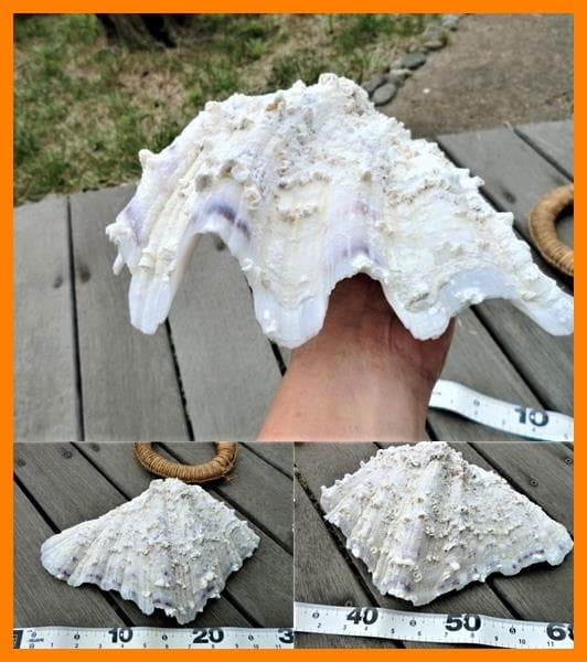 シャゴウガイ(シャコ貝)約30㎝ 石垣産 自然採取 漂白済み  特大美品 超レア
