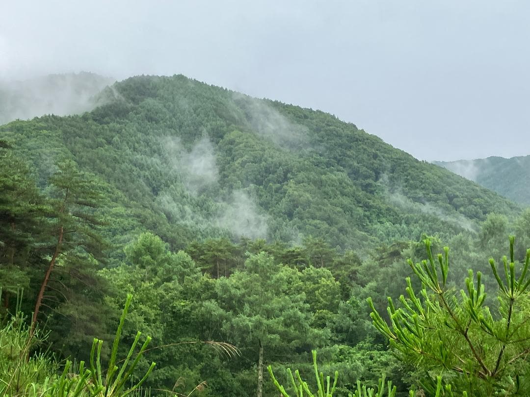 国産蜂蜜 1000g 3種 アカシア 百花 栗蜜 セイヨウミツバチ はちみつ