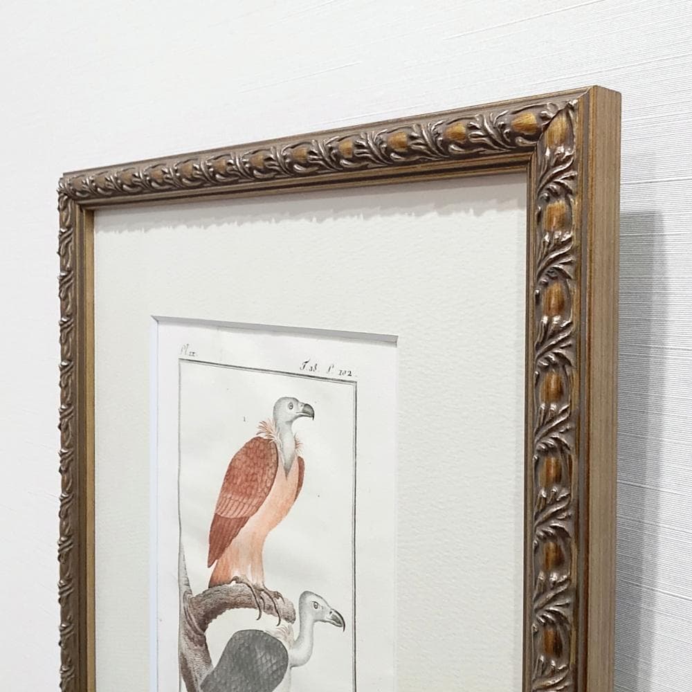 シロエリハゲワシとハゲタカの博物図版　アンティーク　版画　フランス　1700年代