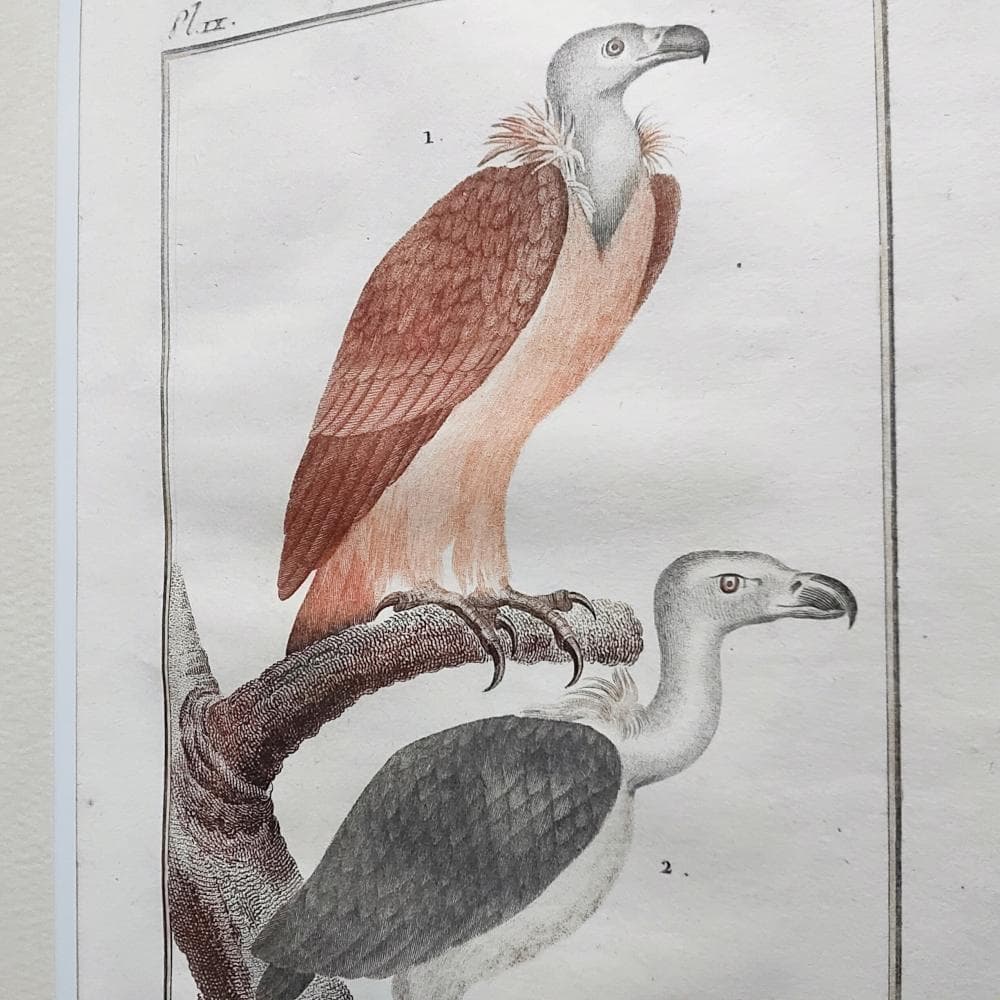 シロエリハゲワシとハゲタカの博物図版　アンティーク　版画　フランス　1700年代