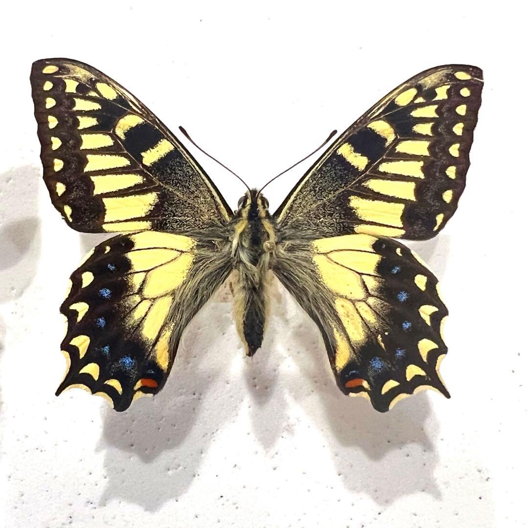コルシカキアゲハ！ペア！入手困難！