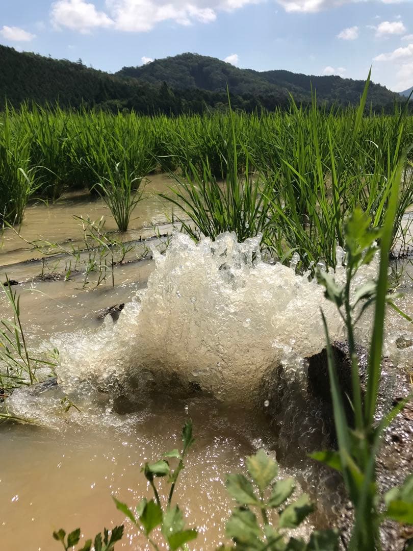 Natural farming自然栽培玄 モンテッソーリー教育 腸脳相関 知育