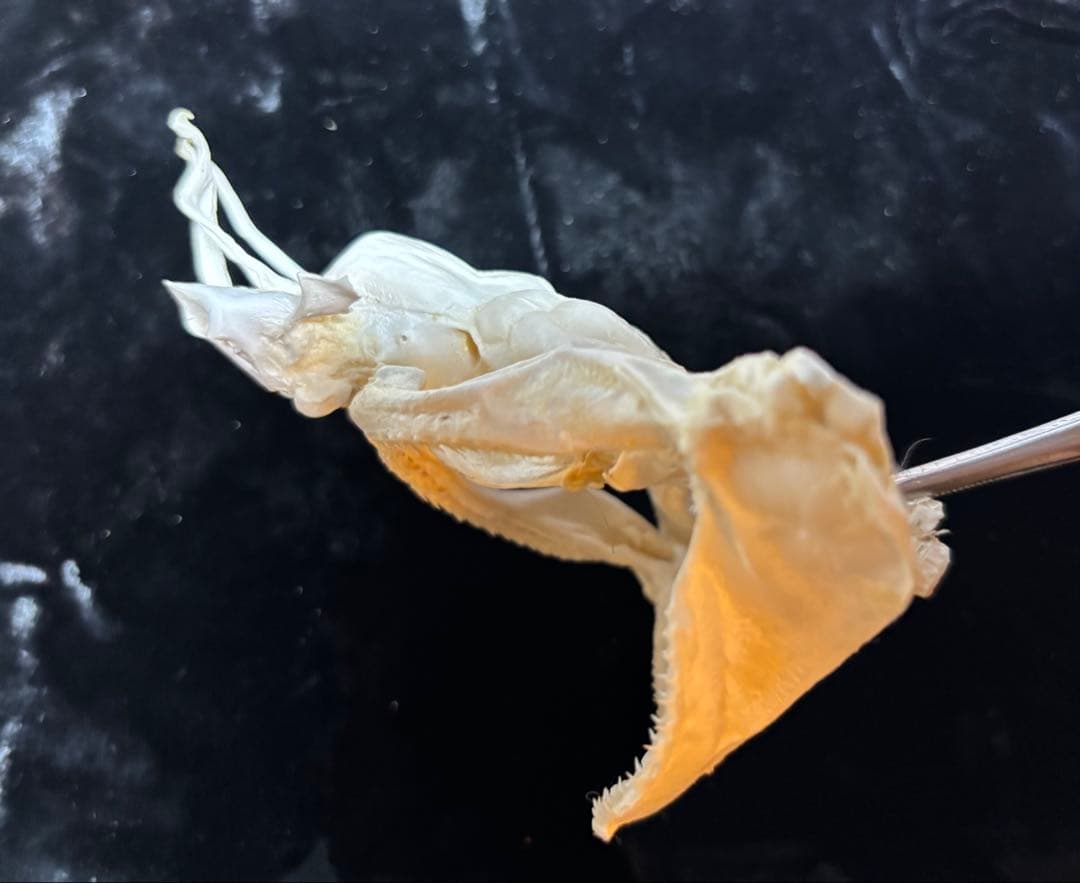 ハナザメ頭骨標本/学術標本やインテリア、理科教材、骨格標本のコレクション