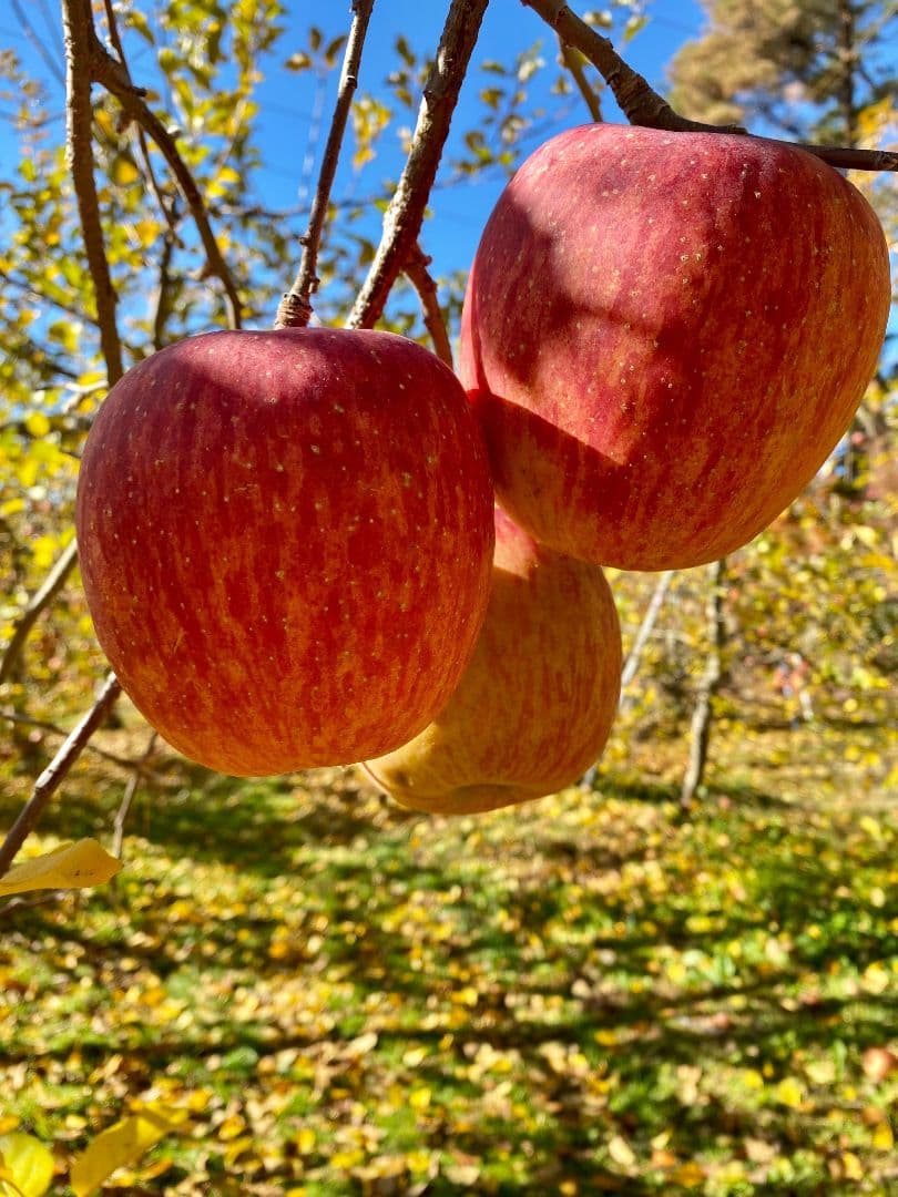 ヒマワリ ☆プロフ必読☆ 長野県産　サンふじ　15キロ箱　家庭用　送料込み