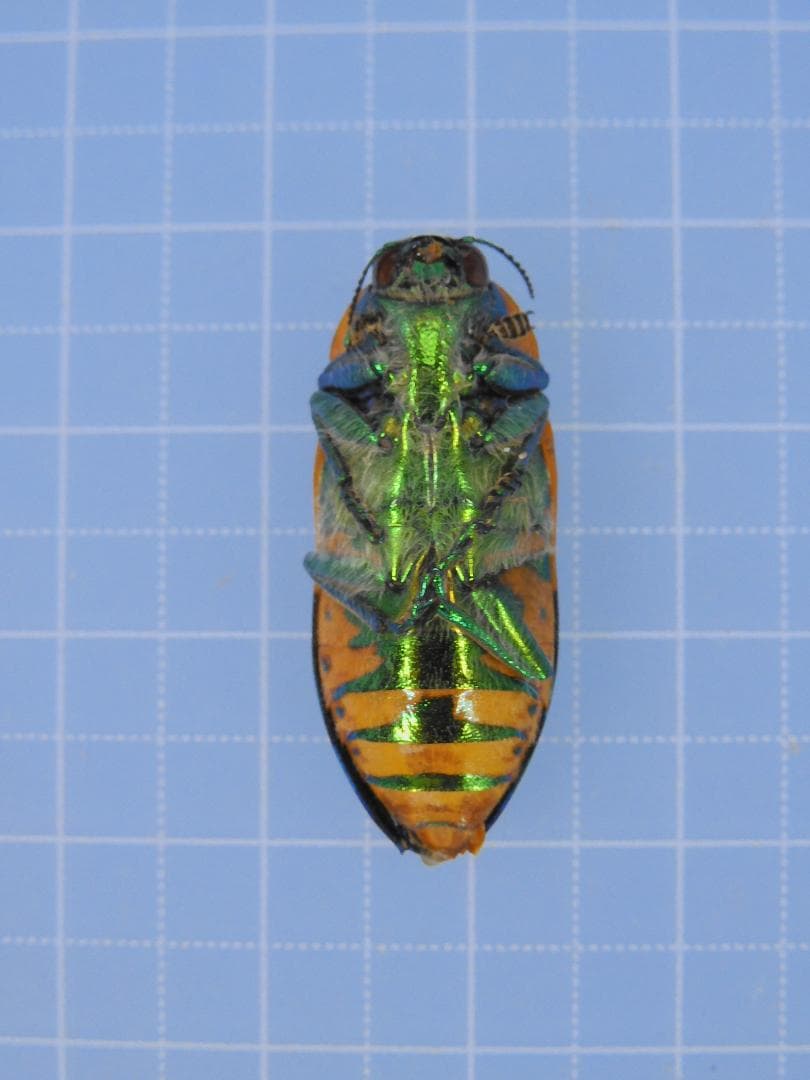 標本 Australia Themognatha fortnumi 29mm